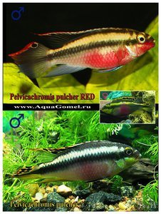 Pelvicachromis pulcher RED (Пельвикахромис пульхер РЭД) Попугайчик