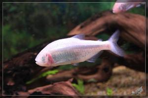 Слепая рыба (Anoptichthys jordani)