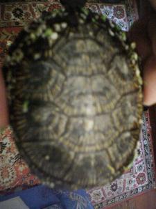 черепаха1