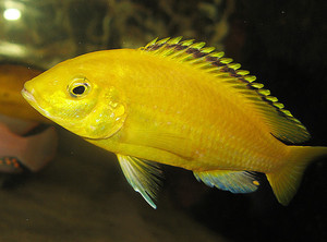 labidochromis