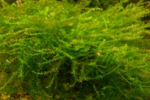 crecend moss