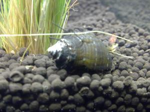 Neritina Hairy Snail