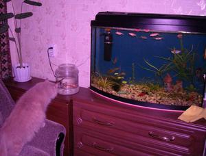 мой аквариум + мой кот