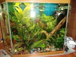 аквариум Artemiy1982