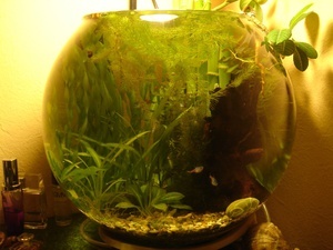 аквариум шар