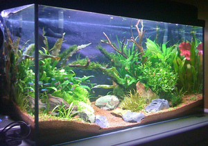 аквариум 96 л, редизайн, ноябрь 2010