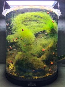 Бактериальная вспышка в аквариуме. Очень мутная вода