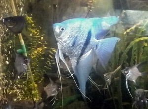 голубой жемчужный самец