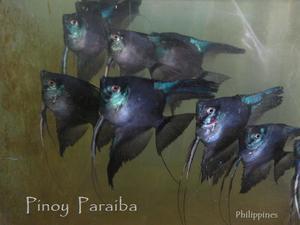 Пиной параиба (Фото взято из интернета)