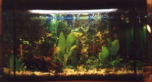 мой аквариум