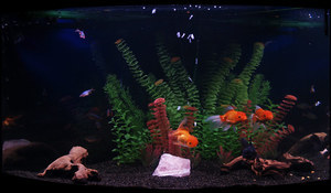 аквариум с золотыми рыбками2