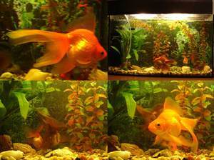Golden_Fish