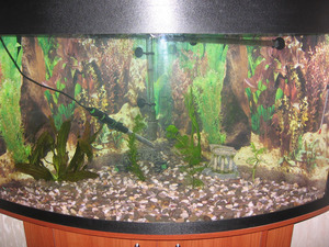 первый аквариум