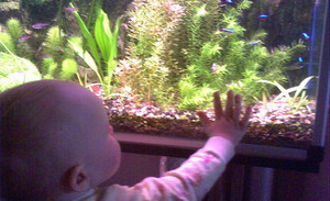 Мой сын и мой аквариум