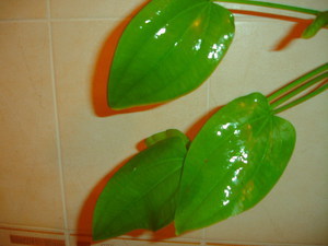 растение 2