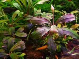 Bucephalandra sp. Lamandau Purple