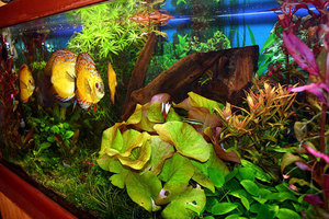 Растительный аквариум с дискусами