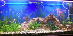 мой первый аквариум