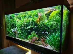 «Новый аквариум» и его соседи