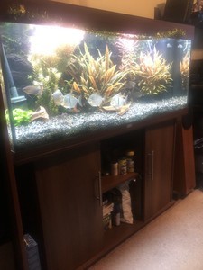 Продам аквариум Juwel RIO 240 с тумбой и рыбками.