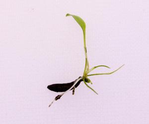 проросшие семена криптокорины Cr. pontederiifolia Aceh