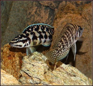 Altolamprologus calvus + Julidochromis transcriptus