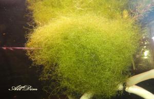 Пузырчатка горбатая (Utricularia gibba):