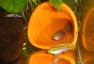 Pelvicachromis taeniatus \"Nigeria red\"