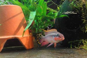 Pelvicachromis taeniatus \"Nigeria Red\" самец