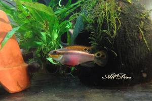 Pelvicachromis taeniatus \"Nigeria red\" cамка
