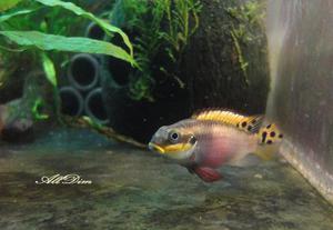 Pelvicachromis taeniatus \"Nigeria red\" cамка