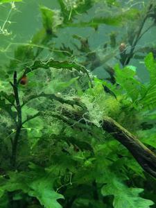 dream shrimps algae