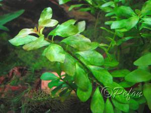 Людвигия гибридная (Ludwigia repens x palustris)
