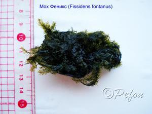 Мох Фиссиденс Фонтанус (Phoenix moss, Fissidens Fontanus)