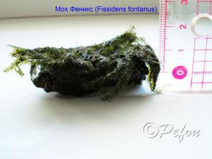 Мох Фиссиденс Фонтанус (Phoenix moss, Fissidens Fontanus)