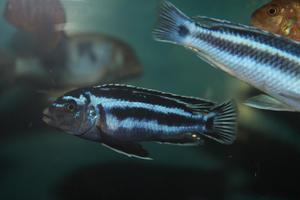 Melanochromis maingano (cyaneorhabdos) ( Меланохромис Майнгано)