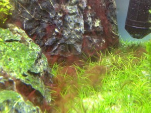 Black beard algae treated with H2o2 - next day