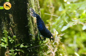 Сaridina (Taiwan Bee, PRL, Royal Blue Tiger)