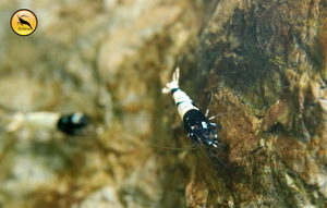  Креветочники для Сaridina (Taiwan Bee, PRL, Royal Blue Tiger)