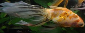Пятно на хвосте золотой рыбки