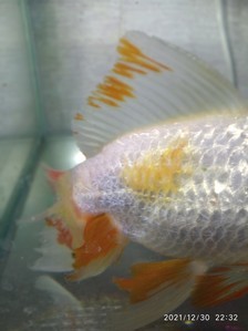 Золотая рыбка возможно травмировалась