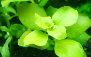Ludwigia palustris Green