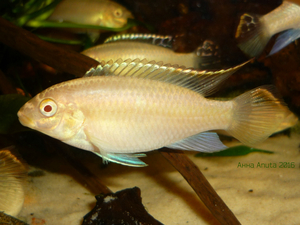 Пельвикахромис пульхер альбинос (Pelvicachromis pulcher albino) 6 месяц