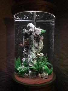 мой  аквариум цилиндр
