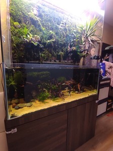 Новый аквариум с фитостеной