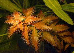 Прозерпинака (Proserpinaca palustris)