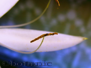 Кринум натанс цветок