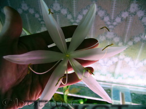 Кринум натанс цветок