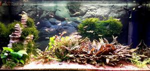 Мой аквариум