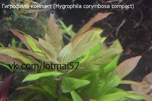 Гигрофила компакт (Hygrophila corymbosa compact)